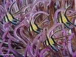 Banggai cardinalfish, by Bruce Magun