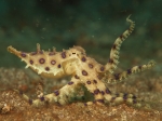 Blue Ringed Octopus