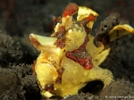 Clown Frogfish