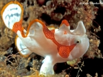 Clown Frogfish