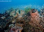 Coral reef in Lembeh, by Jonathon Bird