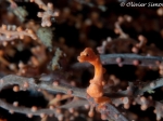 Denises Pygmy Seahorse, by Olivier Simons