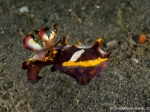 Baby Flamboyant Cuttlefish, by Jonathan Bird