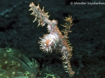 Ghost pipefish, by Wouter Suyderhoud