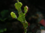 Halemida Ghostpipefish, by: Danny Van Belle