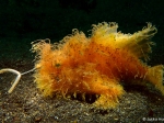 Hairy Frog Fish