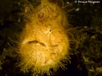 Hairy Frogfish , by: Bruce Magun