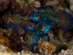 Mandarinfish