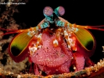 Mantis shrimp with eggs, by: Fredrik Ehrenström