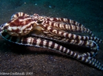 MImic Octopus, by: Hélène Caillaud