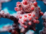 Bargibant's Pygmy Seahorse, by: Fredrik Ehrenström