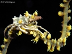 Sea whip partner shrimp, by: Bruce Magun