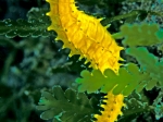 Thorny Seahorse, by: Alan Powderham