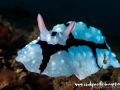Indonesia_Lembeh_May_23_D01_027_acrtdn_nik_SRGB_logo_1400