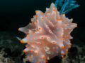 Indonesia_Lembeh_May_23_D09_056_acrtdn_nik_SRGB_1400
