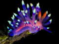 Lembeh_08_D1_137_acrtdn_nik_SRGB_logo_1400