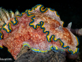Lembeh_08_D7_125_acrtdn_nik_SRGB_logo_1400