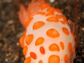 nudi-divers-lodge-lembeh-10