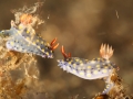 nudi-divers-lodge-lembeh-11