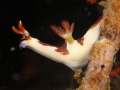 nudi-divers-lodge-lembeh-12