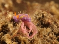 nudi-divers-lodge-lembeh-14