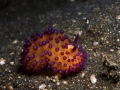 nudi-divers-lodge-lembeh-17