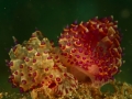 nudi-divers-lodge-lembeh-18