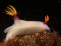 nudi-divers-lodge-lembeh-19
