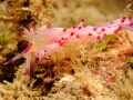 nudi-divers-lodge-lembeh-20