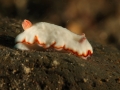 nudi-divers-lodge-lembeh-21