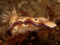 nudi-divers-lodge-lembeh-22