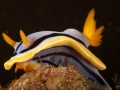 nudi-divers-lodge-lembeh-23