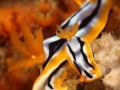 nudi-divers-lodge-lembeh-24