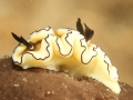 nudi-divers-lodge-lembeh-25