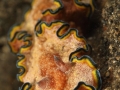 nudi-divers-lodge-lembeh-26