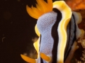 nudi-divers-lodge-lembeh-29