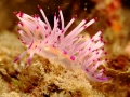 nudi-divers-lodge-lembeh-3