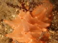 nudi-divers-lodge-lembeh-30
