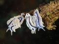 nudi-divers-lodge-lembeh-31