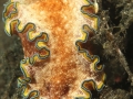 nudi-divers-lodge-lembeh-4
