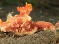 nudi-divers-lodge-lembeh-5