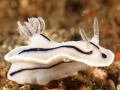 nudi-divers-lodge-lembeh-6