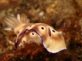 nudi-divers-lodge-lembeh-7