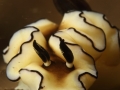 nudi-divers-lodge-lembeh-9