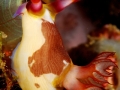 nudibranch