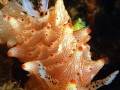 nudibranch2