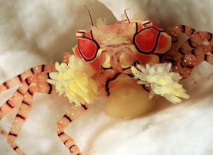 Boxing Crab - Divers Lodge Lembeh Resort