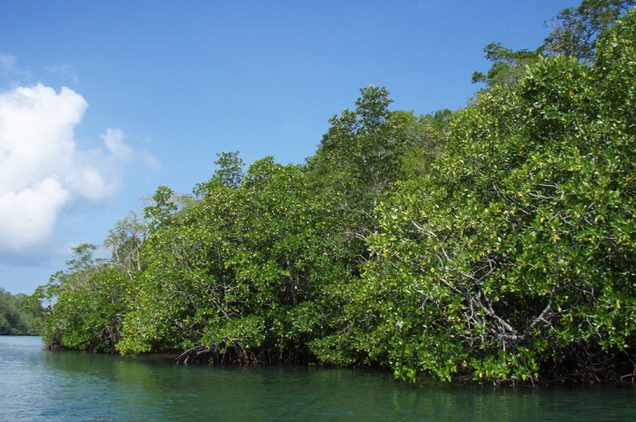 Mangroves around the bay