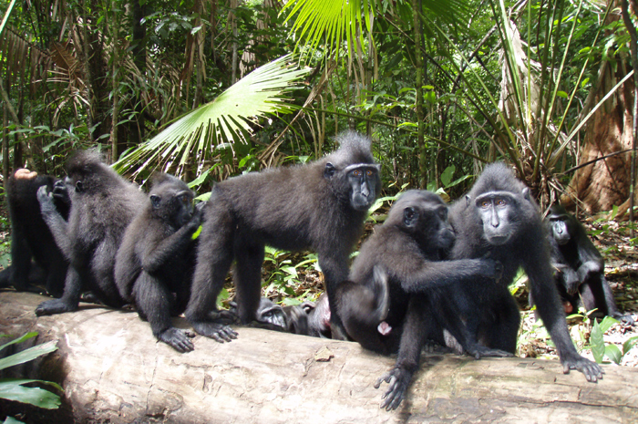 Tangkoko National Park - A family of Macaques