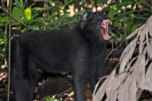 A macaque yawning